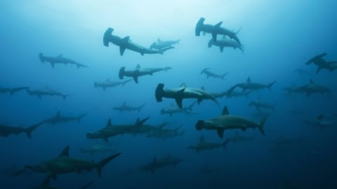 Group of hammerhead sharks in the ocean.