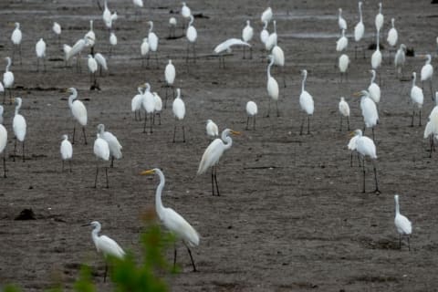 Herons standing in a field.