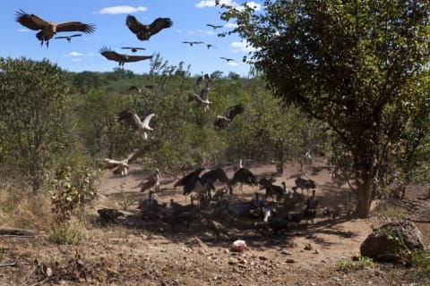 Buzzards and vultures coming over to a carcass.