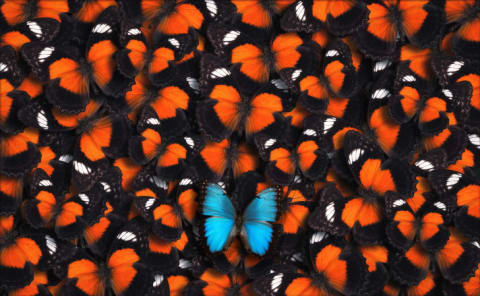 One blue butterfly with a lot of orange butterflies.