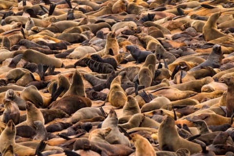 A large group of seals.