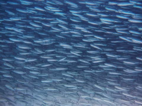 Sardines swimming in a large group.