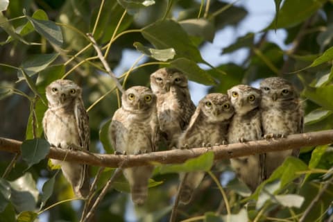 A group of owls on a branch.