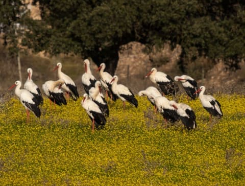 A muster of storks in a flower field.