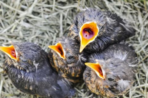 Thrush birds in a nest.