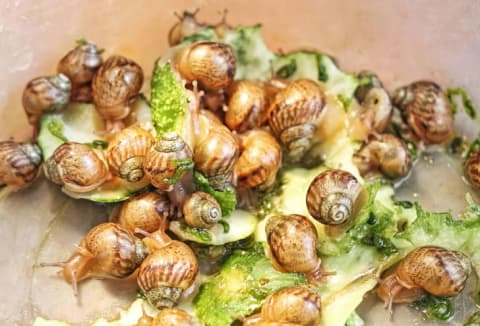 Group of snails.