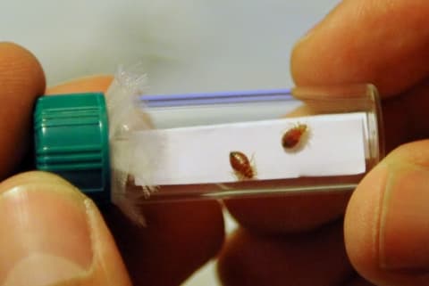 Someone holding a vial containing two bed bugs on a white piece of paper.