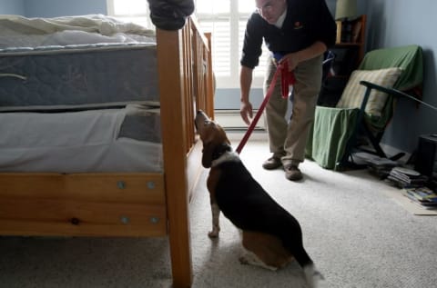 A man holds a leashed beagle that is sniffing a bed for bed bugs.