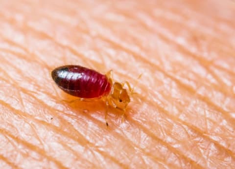 An engorged bed bug feeding on a person.