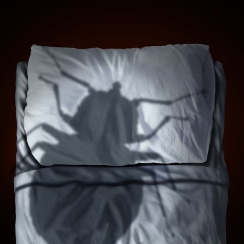 An illustration of a giant bed bug shadow looming over a bed.