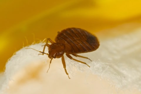 A bed bug on a piece of cotton.