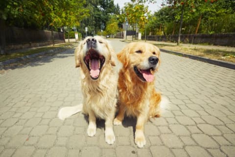 Two golden retrievers in a park.