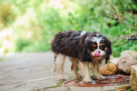 Small dog drinking water out of a puddle.