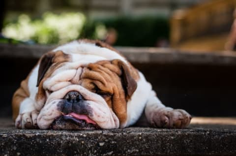 Sleepy bulldog