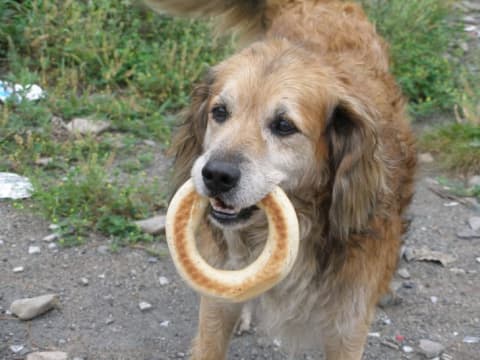 Dog carrying a bagel in its mouth.