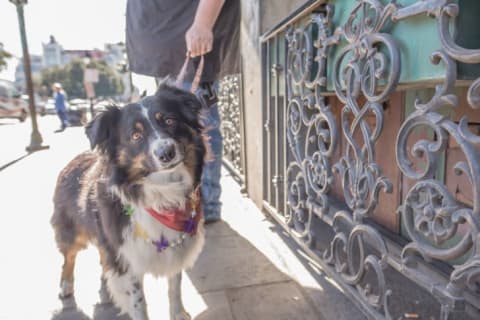 Border collie on a sidewalk looking at camera.