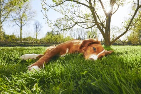 Large dog lying in the grass.