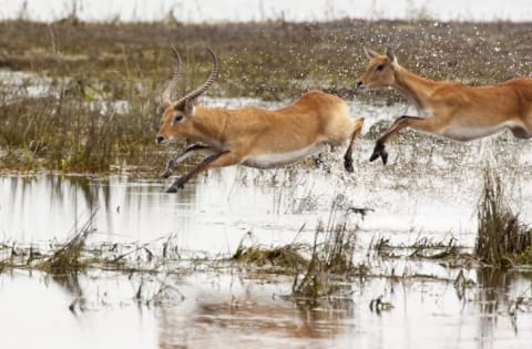 image of an adult male impala leaping across some water