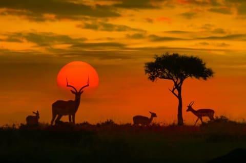 image of impalas in a striking African sunset