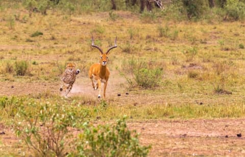 image of an impala running from a cheetah