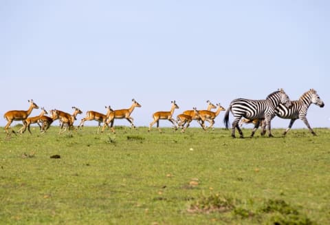 image of a herd of impalas running alongside some zebras