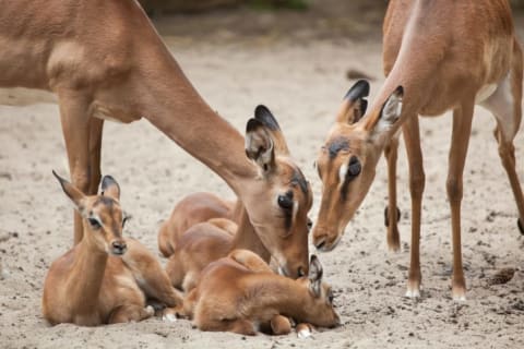 image of two adult female impalas looking after several impala calves