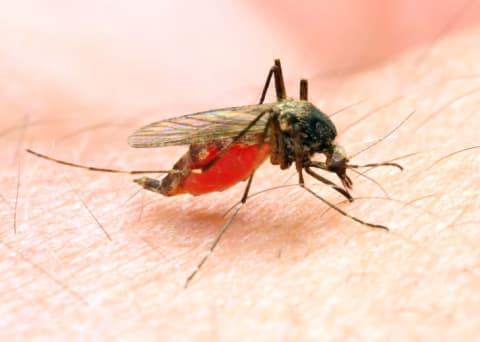 An Anopheles mosquito feeding on a person.