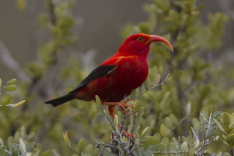 The Hawaiian Honeycreeper.