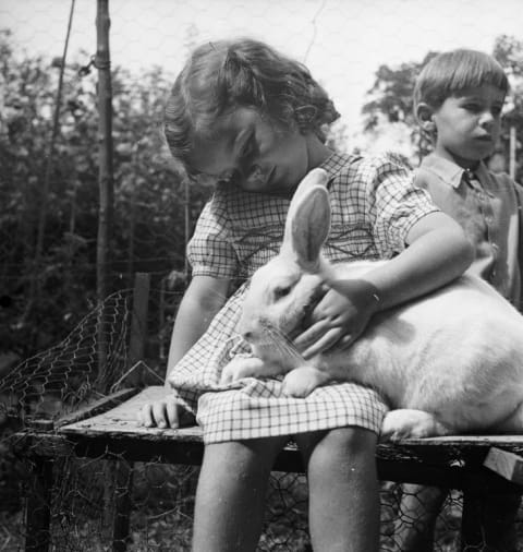 A little girl petting a large rabbit, 1949.