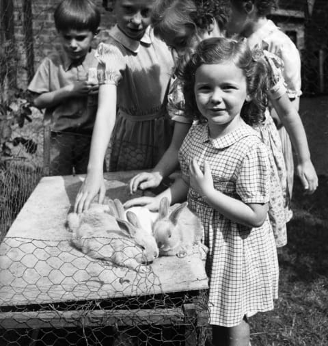 School children petting rabbits; 1949.