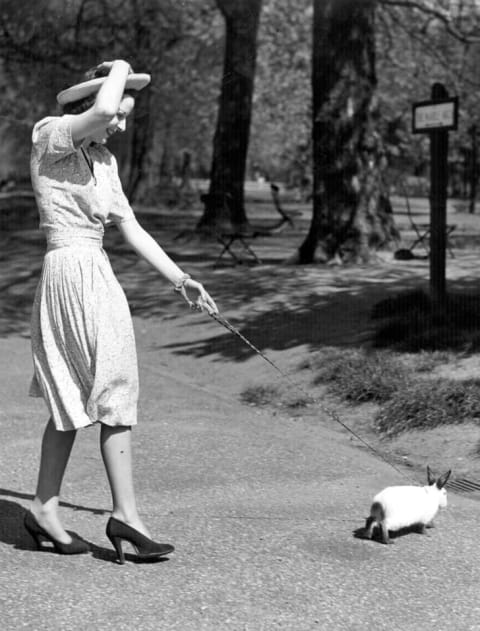 A woman took her Himalayan rabbit, Albrecht Durer, on a walk in Hyde Park, 1939.