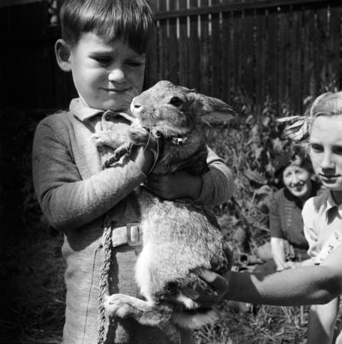 A young boy holds a pet rabbit, 1955.