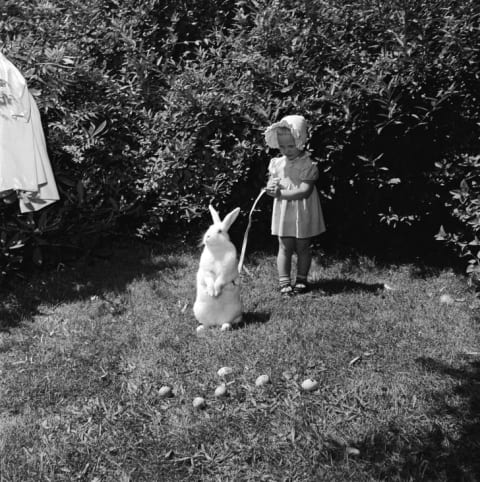 A little girl holds an Easter bunny on a leash, circa 1955.