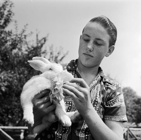 A boy feeds his pet rabbit a lettuce leaf, circa 1955.