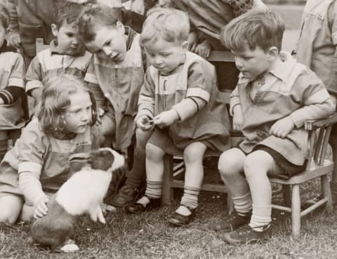 Nursery school children playing with their pet rabbit Bubbles; 1939.