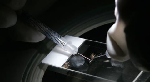 A scientist demonstrates how to dissect mosquitos to collect the saliva glands.