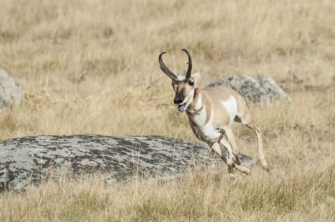 A pronghorn running.