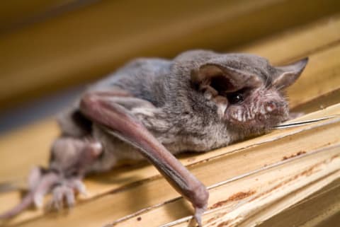 A bat clinging to a plant