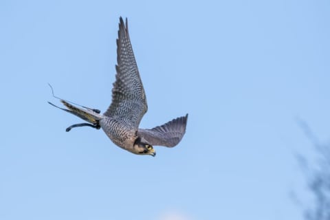 A peregrine falcon flying.