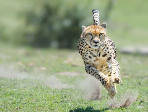 A cheetah running.