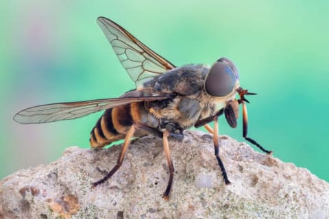 A horse fly sitting on a rock.