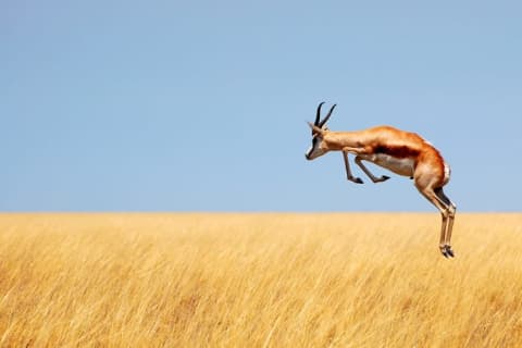 A springbok jumping high above yellow grass.