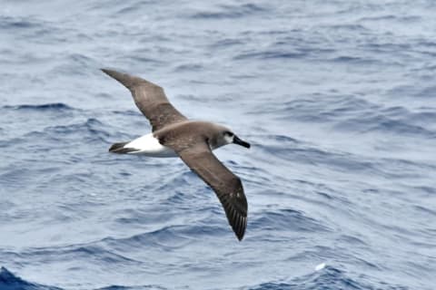 A gray-headed albatross flying.