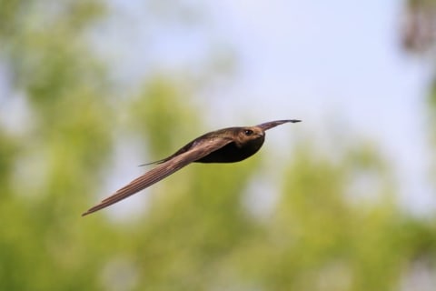 A common swift flying.