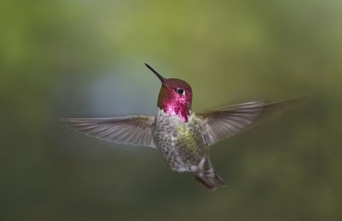 An Anna's hummingbird in flight.