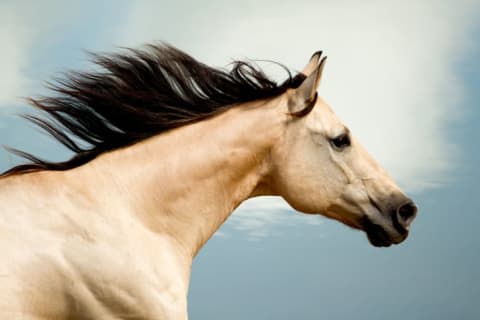 A tan-colored horse running with its mane flying out behind it.