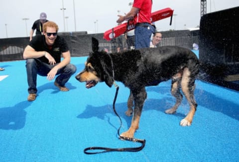 A service dog shakes off water after a swim at the Invictus Games