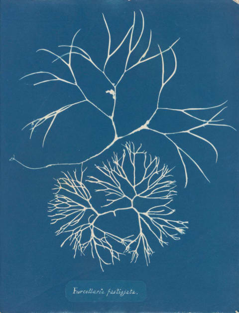 Anna Atkins (1799–1871), Furcellaria fastigiata, from Part IV, version 2 of Photographsof British Algae: Cyanotype Impressions, 1846 or later, cyanotype