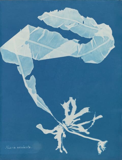 Anna Atkins (1799–1871), Alaria esculenta, from Part XII of Photographs of BritishAlgae: Cyanotype Impressions, 1849-1850, cyanotype