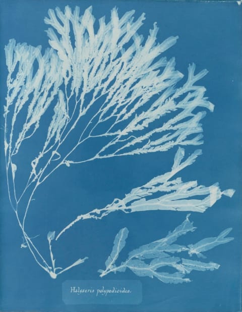 Anna Atkins (1799–1871), Halyseris polypodioides, from Part XII of Photographs ofBritish Algae: Cyanotype Impressions, 1849-1850, cyanotype